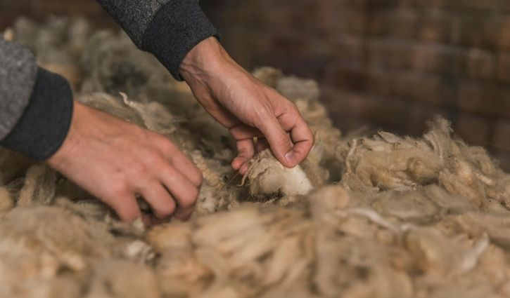 Patrimoine vivant et renaissance de la filière française de laine